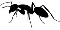 Exterminateur fourmis Mirabel